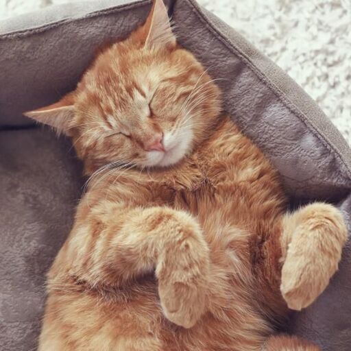 Photo of an orange cat sleeping in its cat bed on its back while its front paws dangle in the air at a 90 degree angle