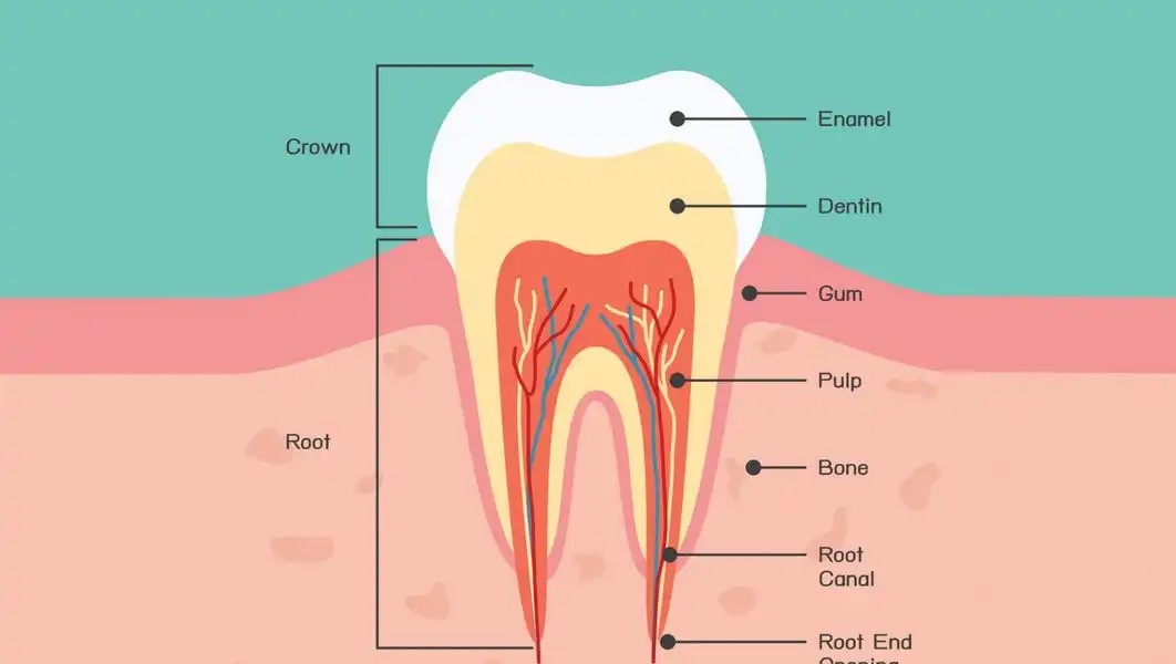 Defying Cavity: Lantern Bioworks FAQ