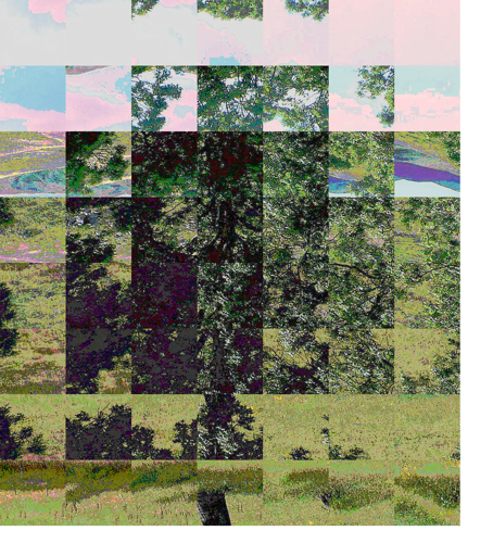 An obfuscated and encrypted image of a tree, sourced from Wikimedia Commons.