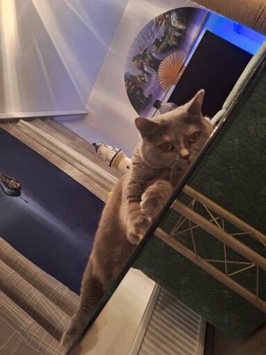 Grey cat laying on glass table looking at the camera