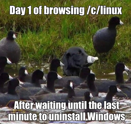 A black labrador retriever lays in the water, holding a white shuttlecock in its mouth in a way that makes it resemble a white beak. The ‘white beaked’ black dog is surrounded by over a dozen coots, black water birds with white bills. The resemblance is uncanny 