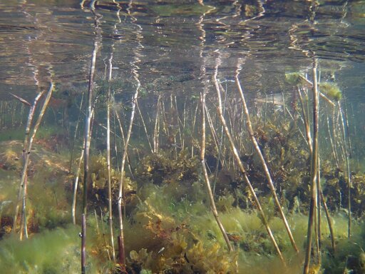 Photo of some reeds growning up out of the water and some small fish swimming among them.