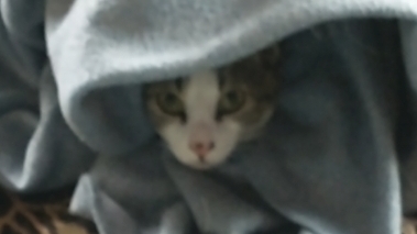 slightly blurry cat emerging from blue blankets