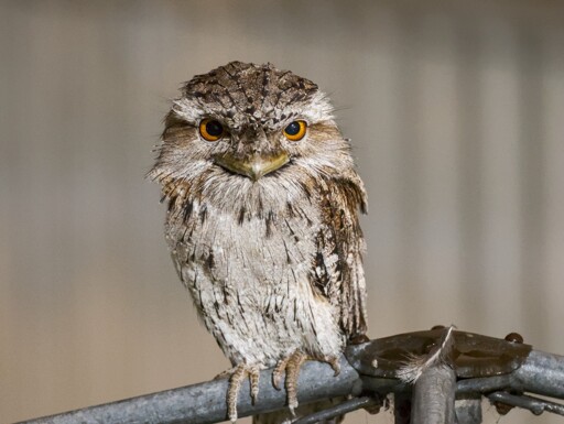 A Tawny Frogmouth, sitting on top of an Australian style clothes line, looking right towards the camera.  The conditions are near darkness, but the photo does not show that, as the bird appears will lit due to the long exposure