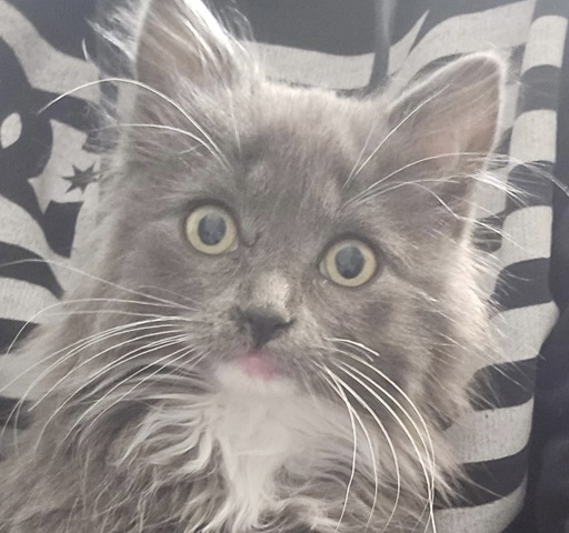 A small grey-haired kitten looks wide-eyed into the camera, almost surprised.