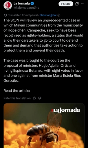 The SCJN will review an unprecedented case in which Mayan communities from the municipality of Hopelchén, Campeche, seek to have bees recognized as rights-holders, a status that would allow their caretakers to go to court to defend them and demand that authorities take action to protect them and prevent their death.  The case was brought to the court on the proposal of ministers Hugo Aguilar Ortiz and Irving Espinosa Betanzo, with eight votes in favor and one against from minister María Estela Ríos González.